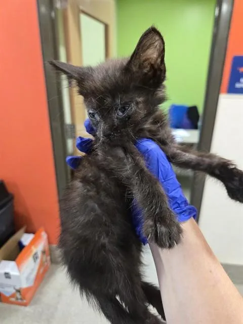 A baby small-sized male Domestic Short Hair cat named Grey for adoption in Louisville, KY