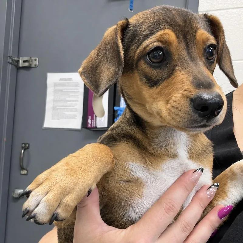 A baby small-sized male White / Cream Mixed Breed dog named Ferngully for adoption in Spruce Pine, NC