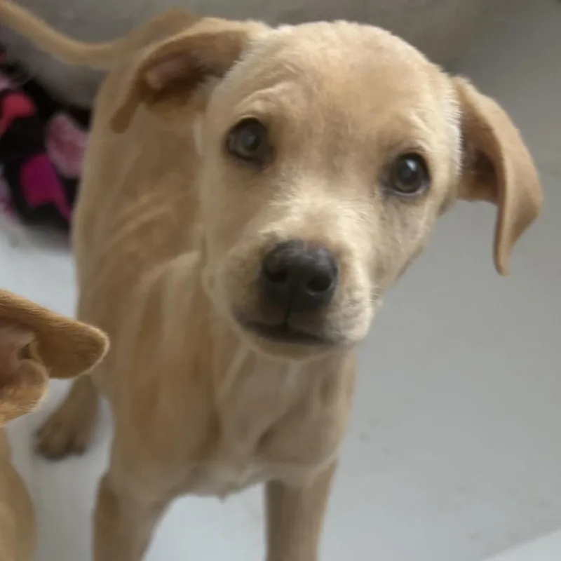 A young small-sized female Yellow Labrador Retriever dog named Honey for adoption in Phoenix, AZ