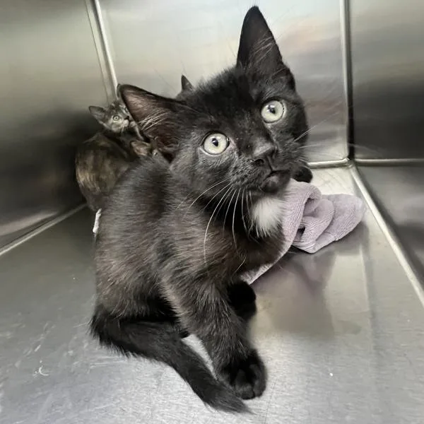 A baby small-sized female Domestic Short Hair cat named Athena for adoption in Sioux City, IA