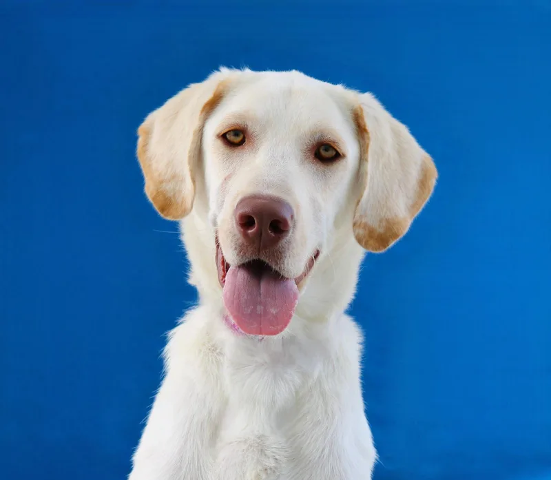 A young medium-sized male Retriever dog named Crypto for adoption in Pasadena, CA