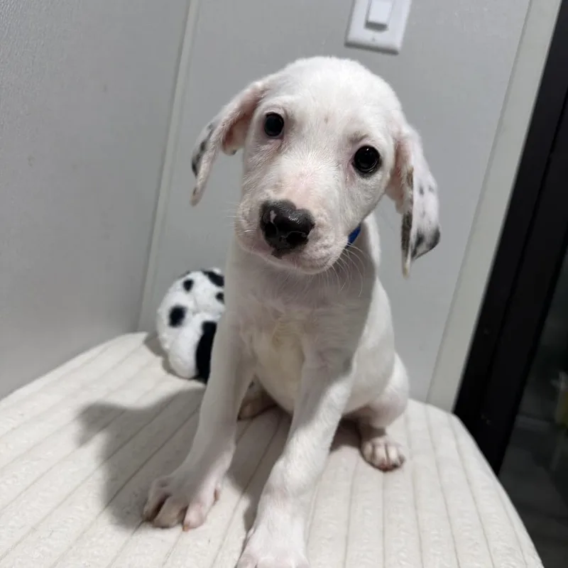 A baby medium-sized male White / Cream Labrador Retriever dog named Maude for adoption in Tampa, FL