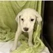 Maude thumbnail 2