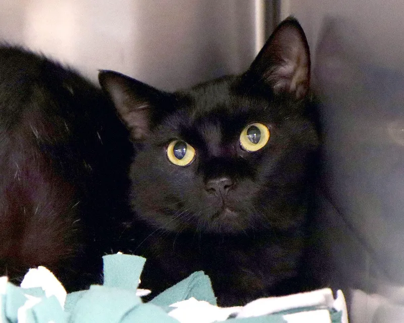 A young medium-sized male Black Domestic Short Hair cat named Theodore for adoption in Kansas City, KS