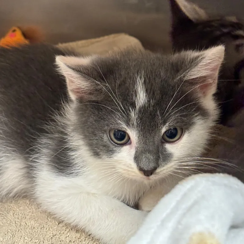 A baby small-sized male Domestic Short Hair cat named Iris for adoption in Springfield, MA