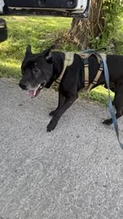 An adult large-sized male Mixed Breed dog named Tatum for adoption in Dallas, TX