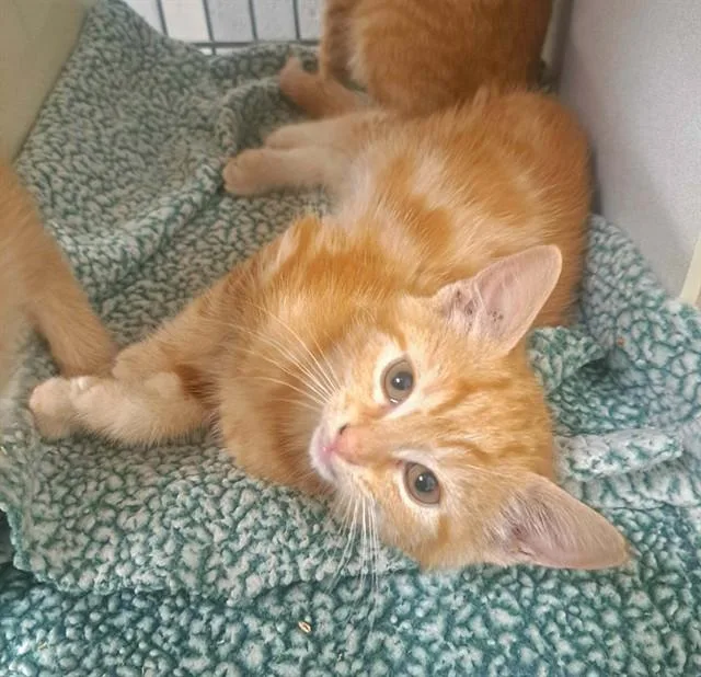 A baby small-sized male Domestic Short Hair cat named Hex for adoption in Easton, MD