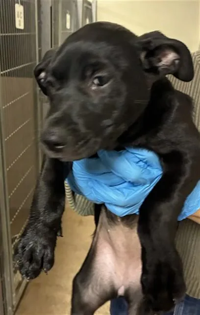 A baby small-sized female Pit Bull Terrier dog named Oatmeal for adoption in San Jose, CA