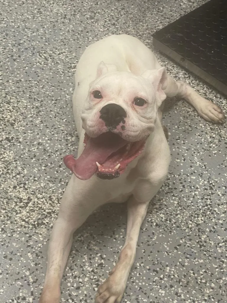 An adult medium-sized male Boxer dog named Wobbles for adoption in Seven Points, TX