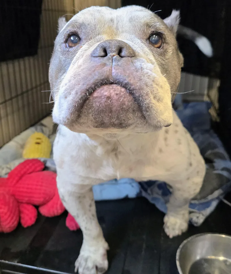 An adult medium-sized female American Bully dog named Grandma for adoption in Amityville, NY
