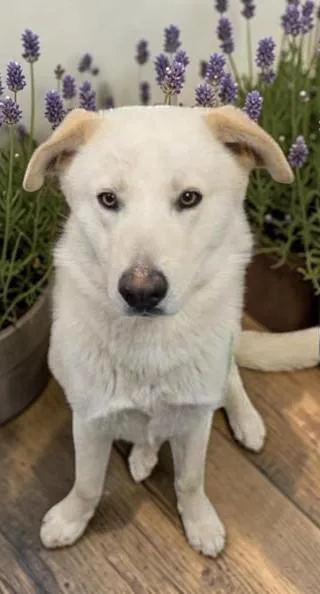 An adult medium-sized male White / Cream Labrador Retriever dog named Jasper for adoption in Ventura, CA