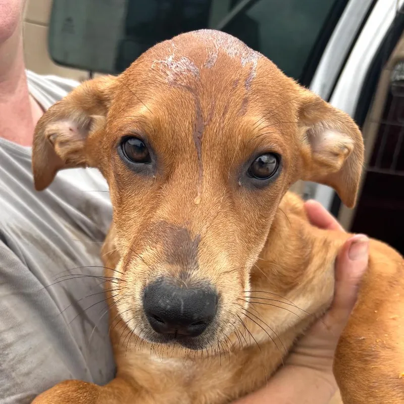 A baby small-sized male Brown / Chocolate Rhodesian Ridgeback dog named Toffee for adoption in Marshall, TX