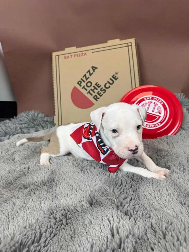 Formaggi thumbnail 2