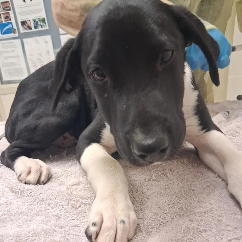 A baby small-sized male Black Mixed Breed dog named Tell Your Cat I for adoption in Murray, UT
