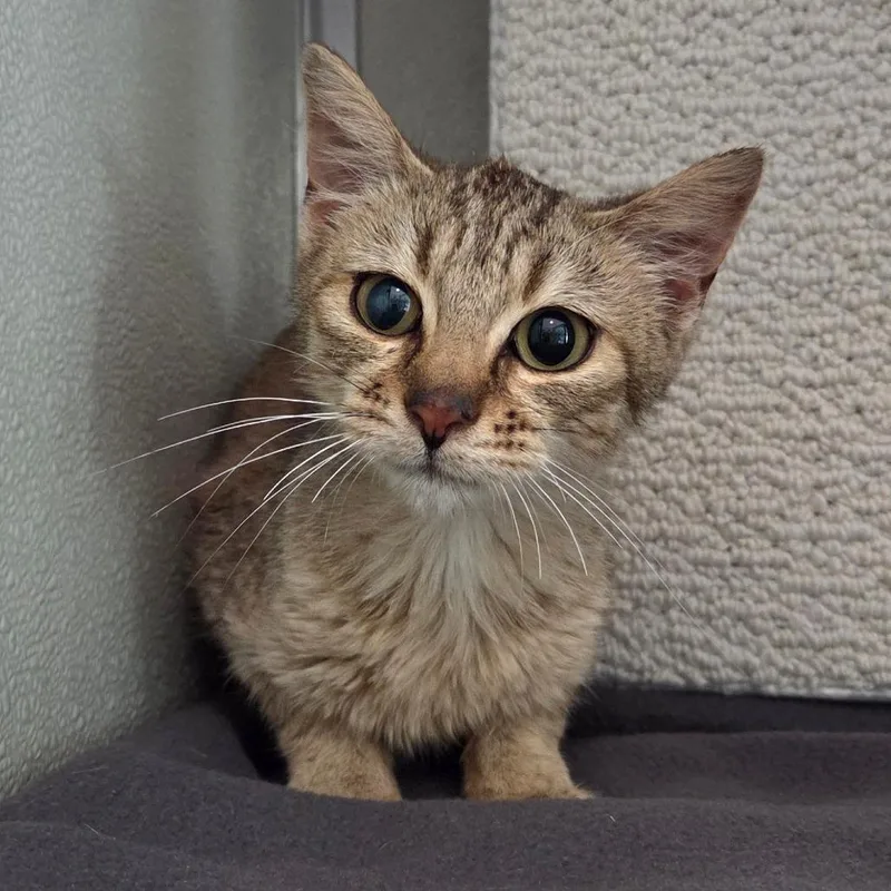 A young small-sized female Gray / Blue / Silver Domestic Short Hair cat named Susie Q for adoption in Chattanooga, TN