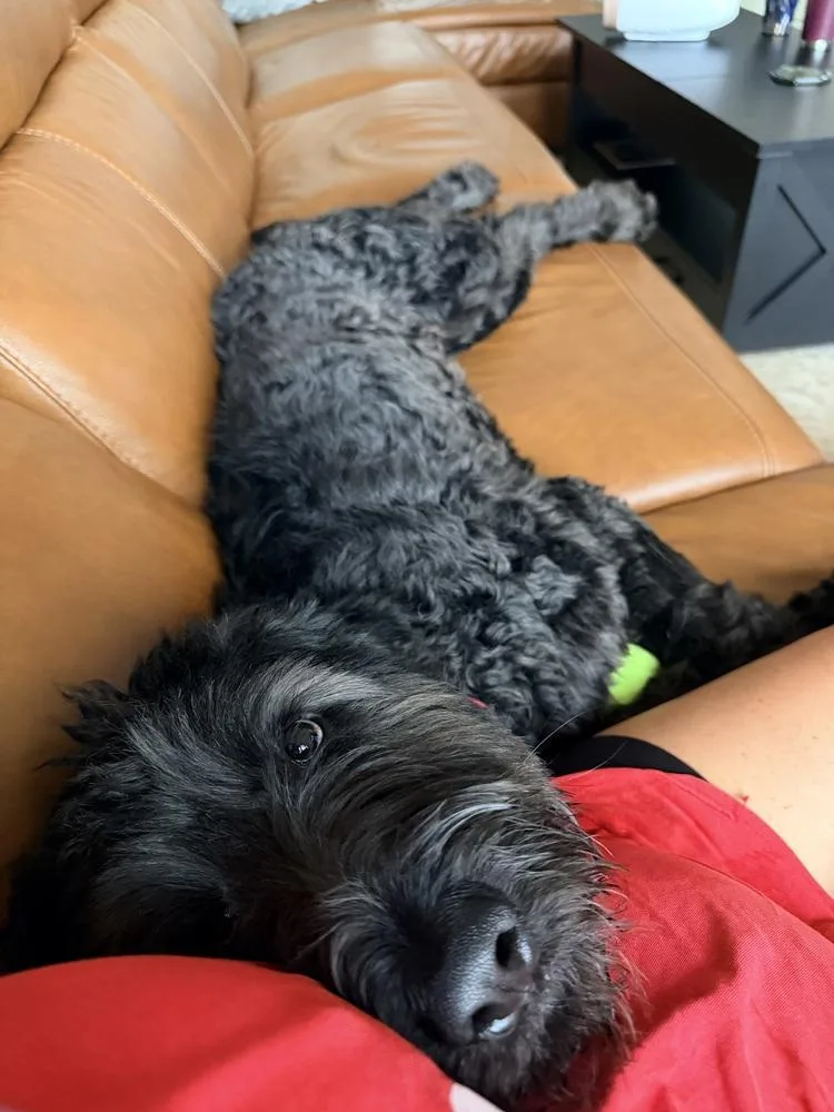Bentley thumbnail 4