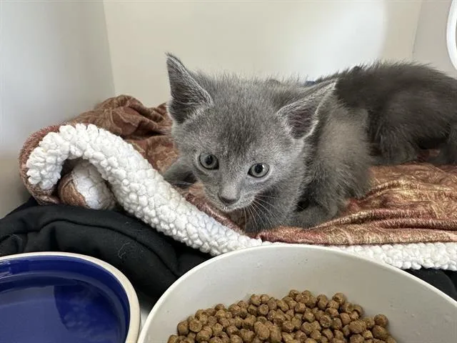 A young small-sized male Domestic Short Hair cat named Moss for adoption in Ontario, CA