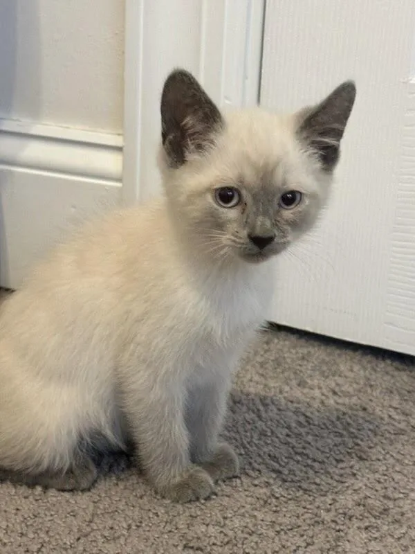 A baby small-sized male Siamese cat named Ash for adoption in Patchogue, NY