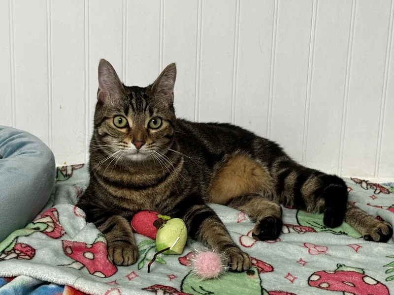 A young medium-sized male Tabby cat named Leo for adoption in Schertz, TX