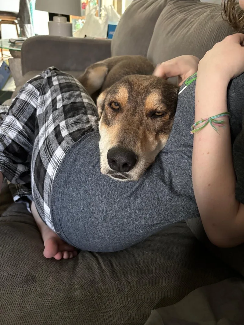 Nova
