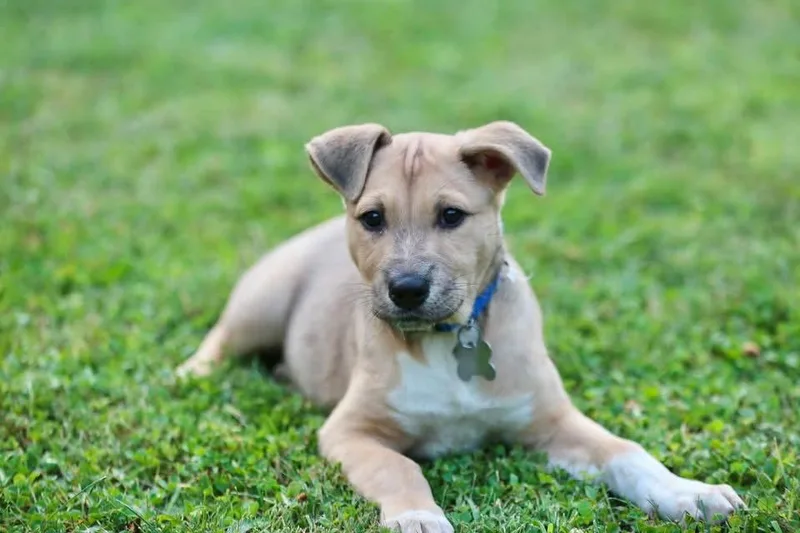 A baby medium-sized female Shepherd dog named Sassy CA for adoption in Hillside, IL