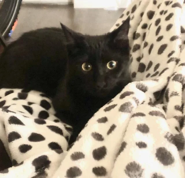 A baby medium-sized female Black American Shorthair cat named Evie for adoption in Homestead, FL