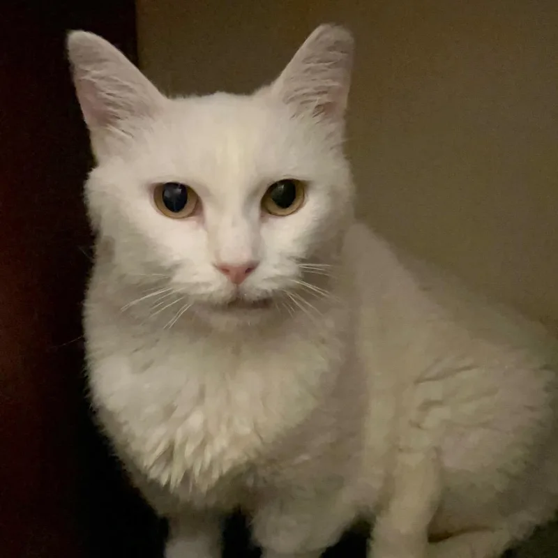 An adult medium-sized female White Domestic Short Hair cat named Navi for adoption in Columbia, MO