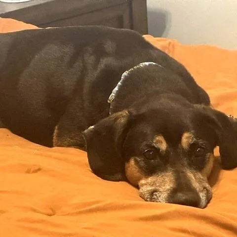Daisy Mae