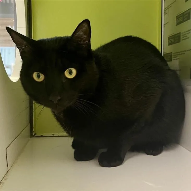 An adult large-sized male Black Domestic Short Hair cat named Meatloaf for adoption in Temecula, CA