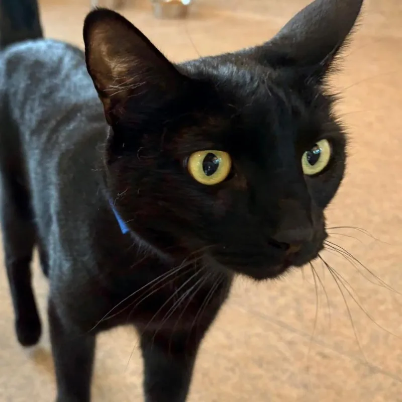 Meatloaf thumbnail 2