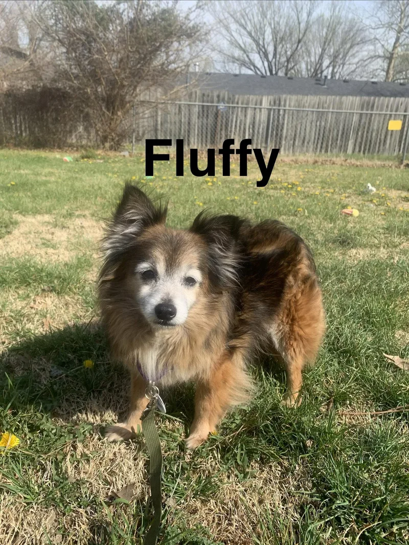 A senior small-sized male Chihuahua dog named Fluffy for adoption in Topeka, KS