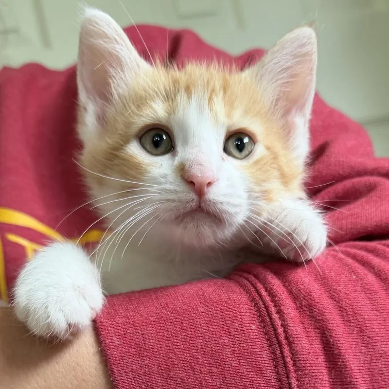 A baby small-sized female Black Domestic Short Hair cat named Suzy for adoption in Troy, IL