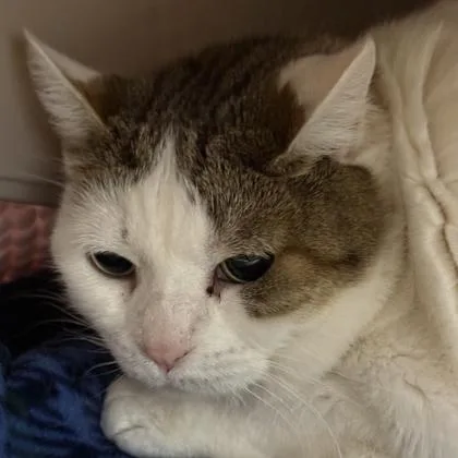 An adult large-sized female Buff / Tan / Fawn Domestic Short Hair cat named Salem for adoption in Lansing, MI