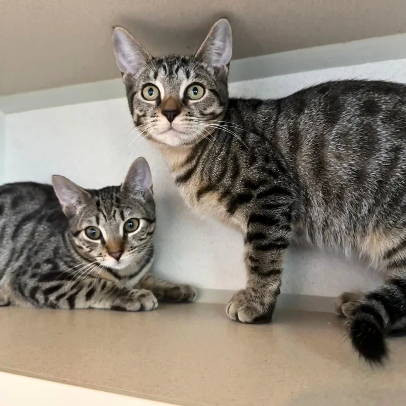 A baby medium-sized female Domestic Short Hair cat named Millipede & Junebug for adoption in Brooklyn, NY