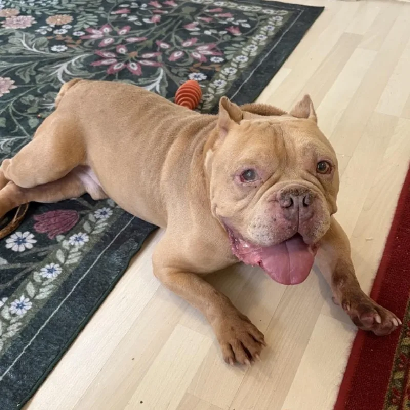 An adult medium-sized male Bicolor Pit Bull Terrier dog named Germaine for adoption in Naperville, IL