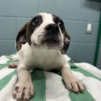 A young large-sized female German Shorthaired Pointer dog named Shania for adoption in Kansas City, MO