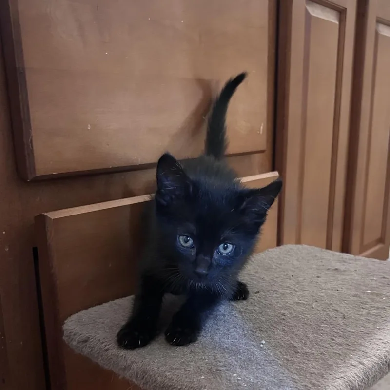 Tofu