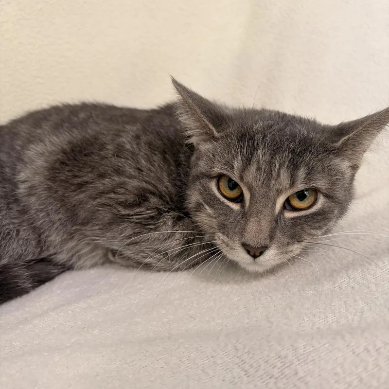 An adult medium-sized female Gray / Blue / Silver Domestic Short Hair cat named Sky for adoption in Deerfield, IL