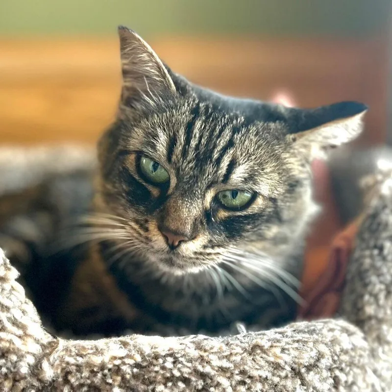 An adult small-sized female Domestic Medium Hair cat named Prilia for adoption in Port Washington, NY