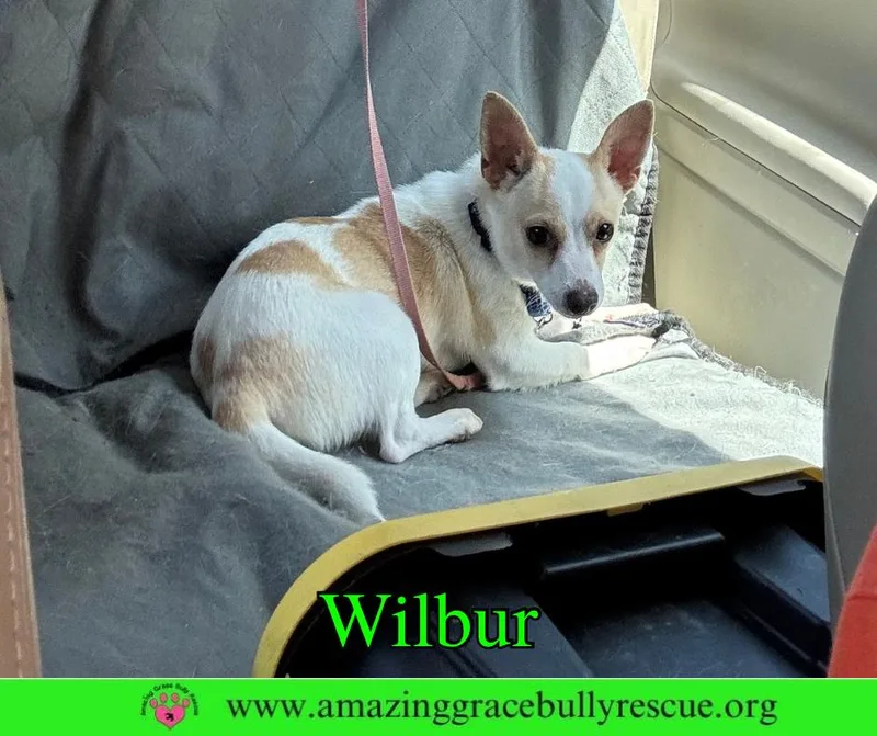 Wilbur thumbnail 2