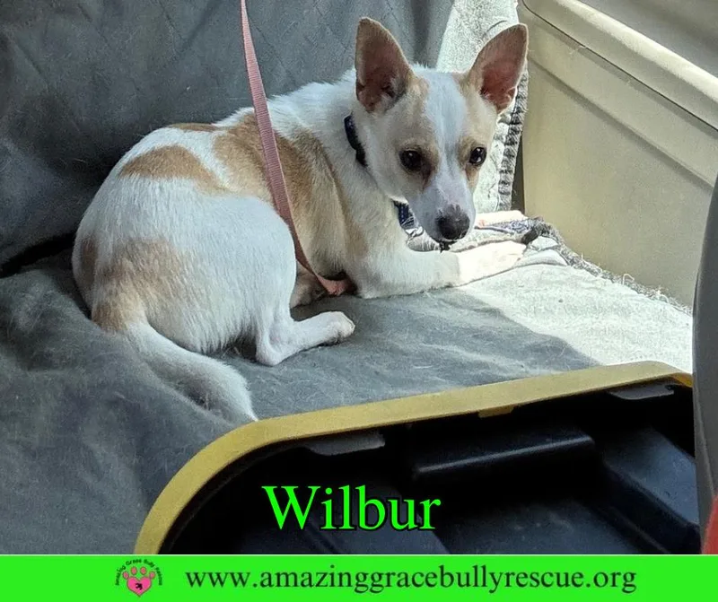 Wilbur thumbnail 3
