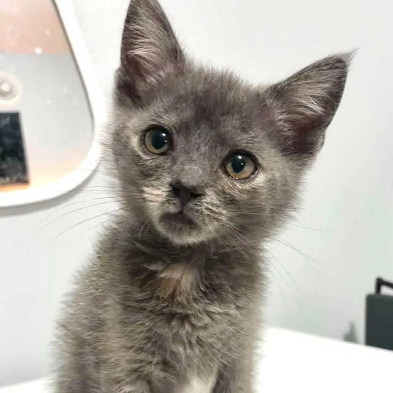 A baby small-sized female Tortoiseshell Domestic Short Hair cat named Evermeet for adoption in Fredericksburg, VA
