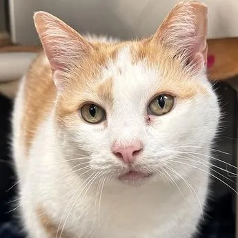 Bella