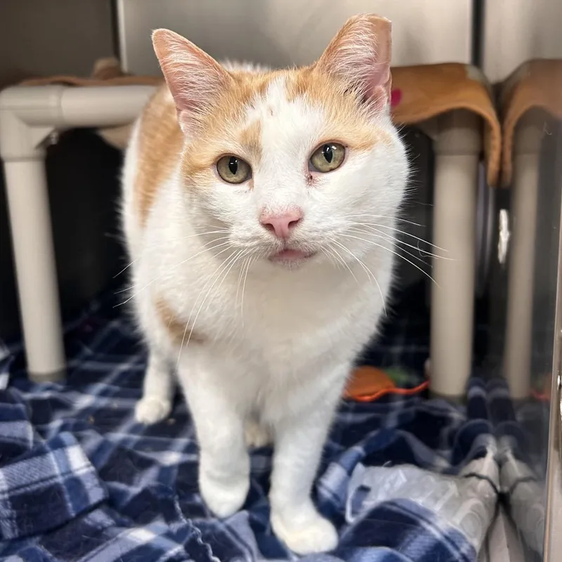 Bella thumbnail 2