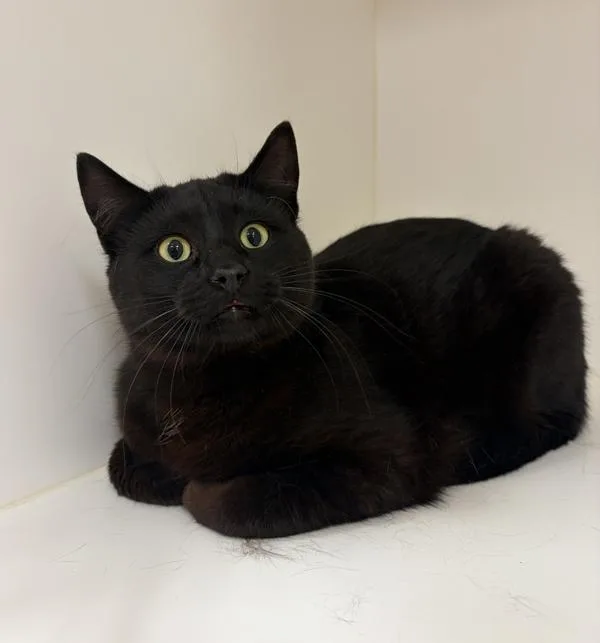 A young medium-sized male Domestic Short Hair cat named Spencer for adoption in Great Falls, MT