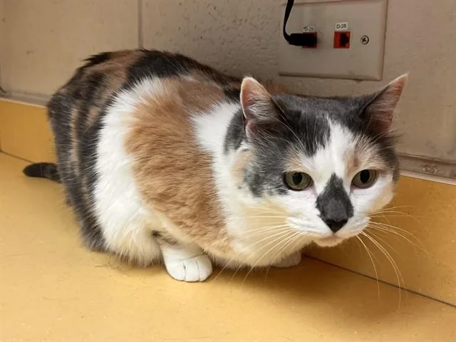 An adult medium-sized female Domestic Short Hair cat named Checkers for adoption in Colorado Springs, CO