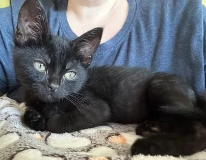 A baby small-sized male Black Domestic Short Hair cat named Sausage for adoption in Kansas City, MO