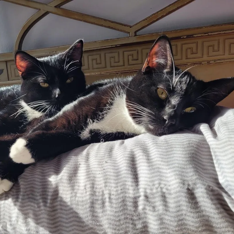 A young medium-sized male Tuxedo cat named Anchovy & Mr. Crabs for adoption in Hamilton, NJ