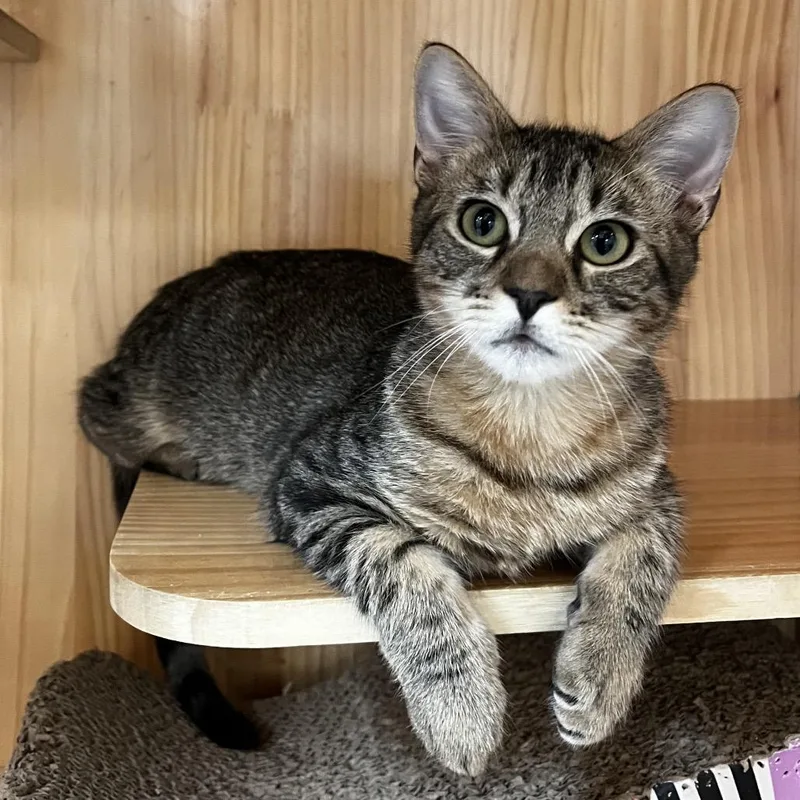 A baby medium-sized male Brown / Chocolate Domestic Short Hair cat named Tyler for adoption in Yucca Valley, CA