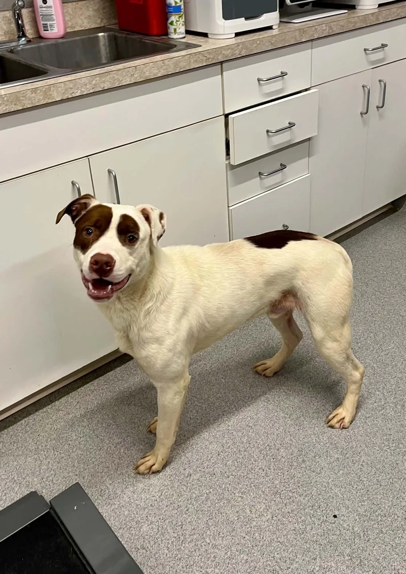 An adult medium-sized male Mixed Breed dog named Bean for adoption in Moundsville, WV